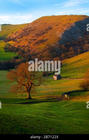 Colline avec grange de champ et bruyère dorée à Ilam, Peak District, Derbyshire, Royaume-Uni Banque D'Images