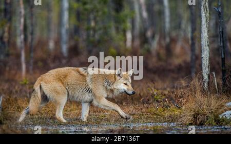 Un loup se faufile dans la forêt d'automne. Loup eurasien, également connu sous le nom de loup gris ou gris, également connu sous le nom de loup de bois. Nom scientifique: Canis lupus l Banque D'Images