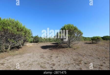 paysage avec du pin marittime et du sable dans la terre méditerranéenne en été Banque D'Images