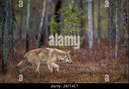 Un loup se faufile dans la forêt d'automne. Loup eurasien, également connu sous le nom de loup gris ou gris, également connu sous le nom de loup de bois. Nom scientifique: Canis lupus l Banque D'Images