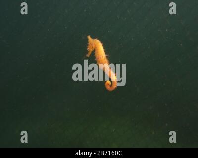 Gros plan d'un hippocampe de Whites de couleur jaune sauvage, cheval de mer (Hippocampe Whitei) contre le filet de requin dans l'eau verte du poo aquatique de Watsons Bay Banque D'Images