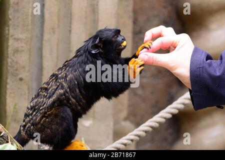 Gros plan sur une tamarin à main rouge (saguinus midas) nourrie à la main dans un zoo Banque D'Images