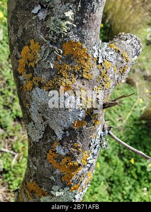 Lichens et mousses sur écorce de tronc d'arbre orange,texture,papier peint naturel,cilento Banque D'Images