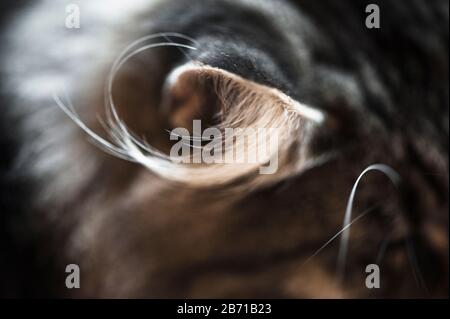 Gros plan sur l'oreille d'un chat forestier norvégien Banque D'Images