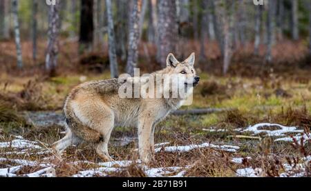 Un loup se faufile dans la forêt d'automne. Loup eurasien, également connu sous le nom de loup gris ou gris, également connu sous le nom de loup de bois. Nom scientifique: Canis lupus l Banque D'Images