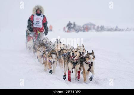 Zirkle Musqué en compétition dans la 48ème course de chien de traîneau à sentier Iditarod dans le centre-sud de l'Alaska. Banque D'Images