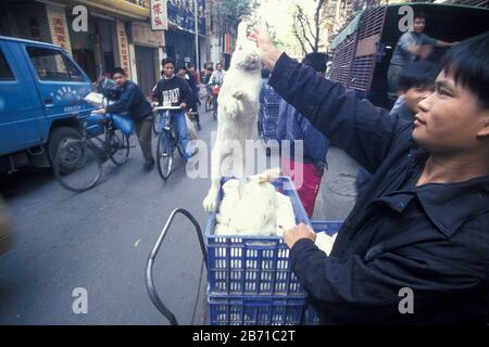 Lapin au marché des fruits de mer et des animaux dans la ville de Guangzhou dans la province de Guangdong en chine en asie de l'est. Chine, Guangzhou, Avril 2000 Banque D'Images