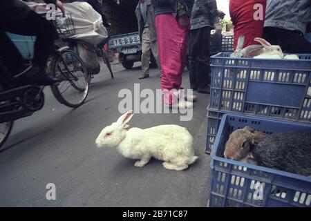 Lapin au marché des fruits de mer et des animaux dans la ville de Guangzhou dans la province de Guangdong en chine en asie de l'est. Chine, Guangzhou, Avril 2000 Banque D'Images