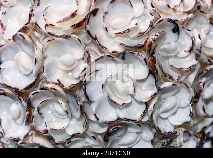 Fleurs de coquillages de différentes formes et tailles. Banque D'Images