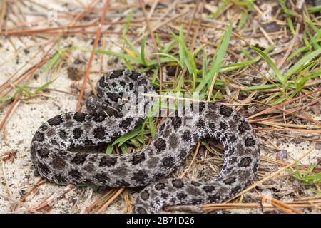 Pygmy hochet Snake (Sistrurus miliarius) im Okaloosa County, Floride, États-Unis Banque D'Images