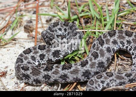 Pygmy hochet Snake (Sistrurus miliarius) im Okaloosa County, Floride, États-Unis Banque D'Images