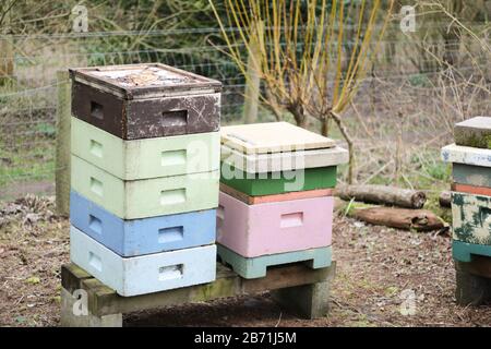Bee Hive Pour Miel, Droitwich Spa, Worcestershire Angleterre Royaume-Uni. 07/03/2020 ruche d'abeille pour le miel UNE ruche est une structure fermée, faite par l'homme dans laquelle TH Banque D'Images
