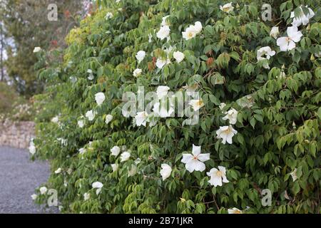 Rosa odorata var. Gigantea. Banque D'Images