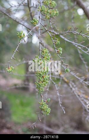 Pseudolarix amabilis gros plan. Banque D'Images