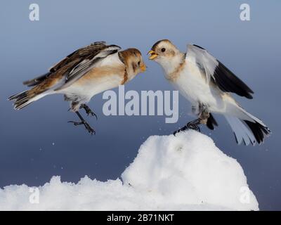 Neige, Plectrophenax nivalis, deux oiseaux qui combattent dans la neige, Écosse, mars 2020 Banque D'Images