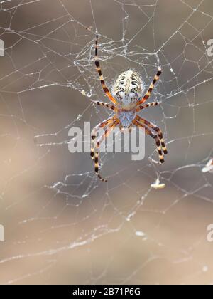 Teide Spider (Aculepeira annulipes), une araignée orbe de tisserand endémique au Parc national du Teide, Tenerife, Îles Canaries, août. Banque D'Images