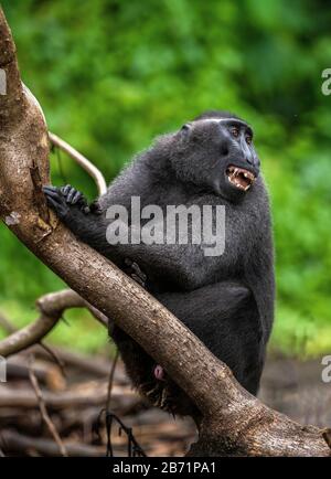 La macaque de Celebes cousted à bouche ouverte. Fond naturel vert. Macaque noir cravé, macaque couté Sulawesi ou le singe noir. habi naturel Banque D'Images