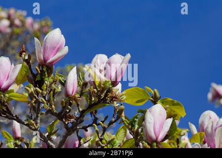 Gros plan photo de fleurs roses de magnolia fleuries sur un arbre avec fond de ciel bleu, à Monterey, Californie, États-Unis Banque D'Images