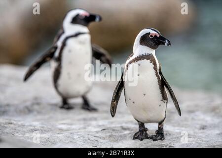 Pingouins africains également connus sous le nom de pingouin à gros pieds noirs. Nom scientifique: Spheniscus demersus. Afrique Du Sud Banque D'Images