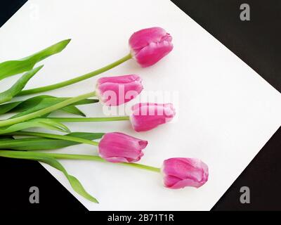 Cadre de tulipes, cinq fleurs de tulipe rose, gouttes de rosée ou d'eau de source sur fleur sur tissu blanc, toile de fond. Composition florale, affiche pour Banque D'Images