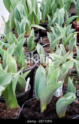 Tulipes dans les pots commençant à se développer et à venir par le compost à la fin de l'hiver et au début du printemps avant de commencer à fleurir. Banque D'Images