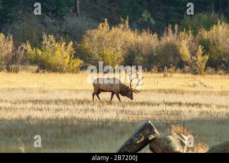 Bull elk avec des cicatrices de son côté de se battre pendant la rut. Banque D'Images