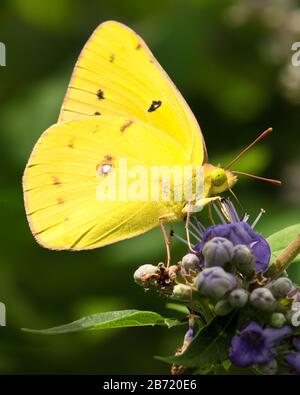 Gros plan de papillon jaune vif et délicat appelé soufre cloudless, sur un groupe de fleurs violettes. Banque D'Images