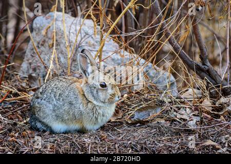 Lapin en coton de montagne ou de nuttall (Sylvilagus nuttalli), Castle Rock Colorado, États-Unis. Photo prise en mars. Banque D'Images