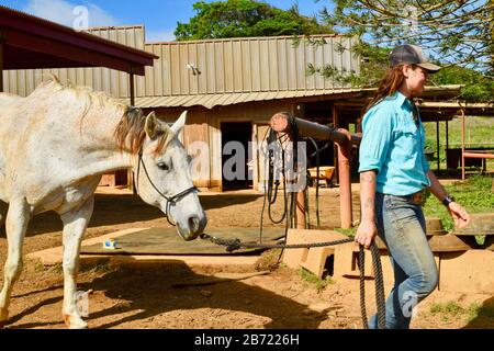 Les chevaux en stabilité sont allés à pied jusqu'au corral par une jeune cow-girl souriante et attrayante à un Ranch Gunstock de 900 acres, île d'Oahu, Laie, Hawaï, États-Unis Banque D'Images