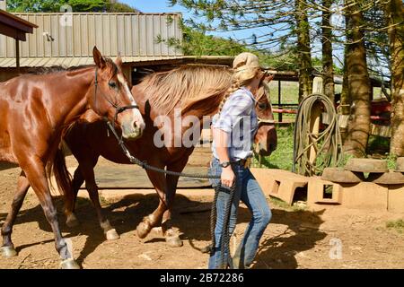 Les chevaux en stabilité sont allés à pied jusqu'au corral par une jeune cow-girl souriante et attrayante à un Ranch Gunstock de 900 acres, île d'Oahu, Laie, Hawaï, États-Unis Banque D'Images