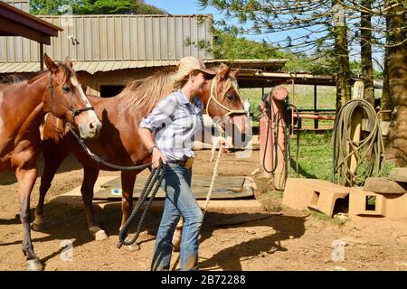 Les chevaux en stabilité sont allés à pied jusqu'au corral par une jeune cow-girl souriante et attrayante à un Ranch Gunstock de 900 acres, île d'Oahu, Laie, Hawaï, États-Unis Banque D'Images