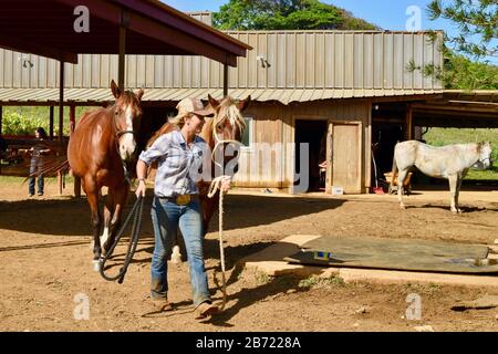 Les chevaux en stabilité sont allés à pied jusqu'au corral par une jeune cow-girl souriante et attrayante à un Ranch Gunstock de 900 acres, île d'Oahu, Laie, Hawaï, États-Unis Banque D'Images