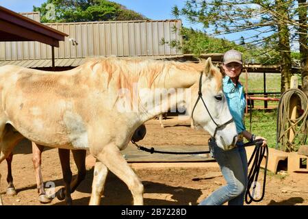 Les chevaux en stabilité sont allés à pied jusqu'au corral par une jeune cow-girl souriante et attrayante à un Ranch Gunstock de 900 acres, île d'Oahu, Laie, Hawaï, États-Unis Banque D'Images