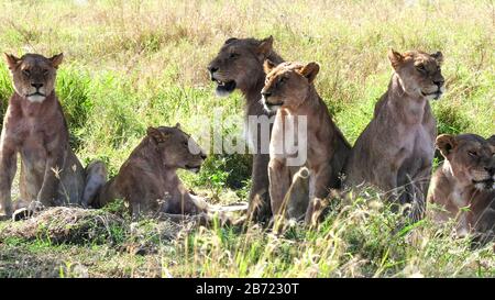 gros plan sur une fierté de lion reposant à l'ombre au serengeti Banque D'Images