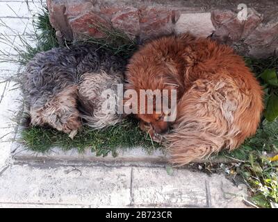 Deux chiens de rue se répantant dans les rues de Puerto Natales, au Chili. Banque D'Images
