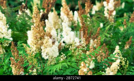 Spiraea à feuilles étroites (Spiraea alba) dans un pré dans une clairière de la forêt Banque D'Images