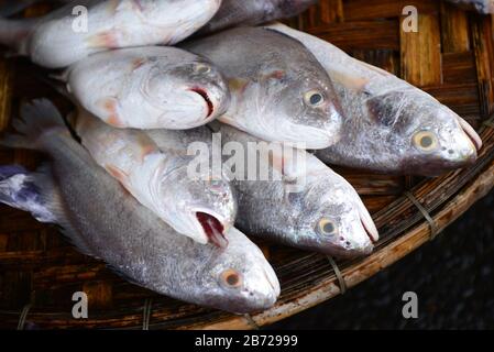 Poisson croaker Vendre sur le marché des fruits de mer frais, note sélectionnez l'accent avec peu de profondeur de champ Banque D'Images