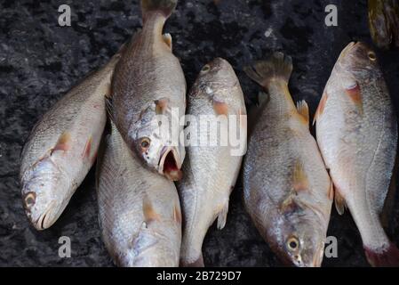 Poisson croaker Vendre sur le marché des fruits de mer frais, note sélectionnez l'accent avec peu de profondeur de champ Banque D'Images