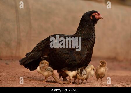 le poulet indien et son bébé Banque D'Images