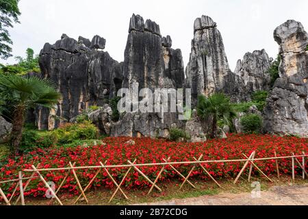 La forêt de pierres de Kunming, Yunnan est une merveille géologique calcaire couvrant plus de 80 hectares et a été désignée site du patrimoine mondial De L'Unesco. Banque D'Images