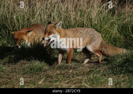 Deux magnifiques renards rouges, Vulpes vulpes, chasse dans un champ. L'un des Foxes a sa bouche ouverte. Banque D'Images