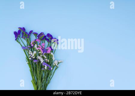 Bouquet de fleurs sauvages sur fond bleu Banque D'Images