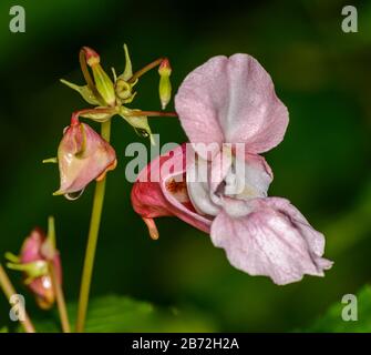 Balsam himalayenne rose, Kiss-me-sur-la-montagne, Helmet de Polideman, Tops Bobby, Tops de cuivre, ou Hatstand de Gnome (impatiens glandulifera royle) fleur Banque D'Images