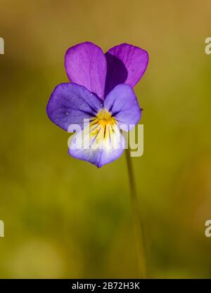 Viola tricolore, aussi connue sous le nom de Johnny Jump up, heartsease, la facilité du coeur, le plaisir du coeur, tickle-my-fantaisie, Jack-saut-up-et-kiss-me, venez-et-cuddle-moi Banque D'Images