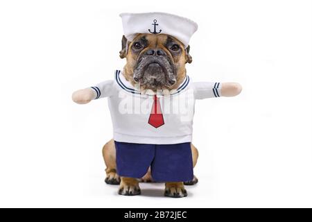 Drôle de Bulldog français vêtu d'un joli costume de voile Halloween avec chapeau de marin, pantalon bue et chemise avec faux bras isolés sur le dos blanc Banque D'Images