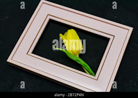 Belle composition avec fleurs de printemps. Cadre photo, tulipe jaune sur fond noir. Banque D'Images