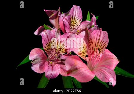 Photo vintage de fleurs d'alstroemeria rose gros plan sur fond noir. Pétales brillants délicats de lys peruaniens roses - motif fleuri pour l'accueil c Banque D'Images