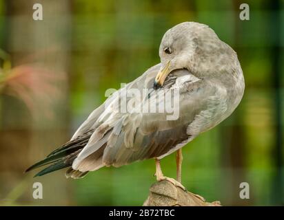 mouette grise assise sur le dessus de la branche coupée vérification des plumes à l'arrière, zoo Banque D'Images