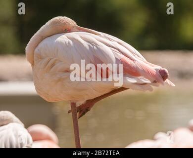 oiseau rose flamango reposant sur une jambe avec la tête à l'arrière dans le zoo Banque D'Images