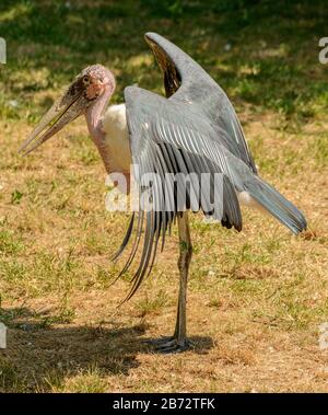 adjutant stork oiseaux réchauffement ailes dans le soleil dans le zoo Banque D'Images